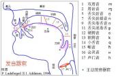 用“硬腭”造句