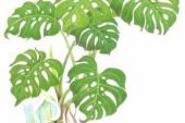 用“龟背竹”造句