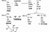 用“磷酸肌酸”造句