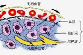 用“淋巴液”造句