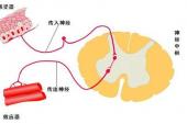 用“作出反应”造句