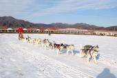 用“雪橇犬”造句