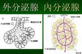 用“内分泌腺”造句