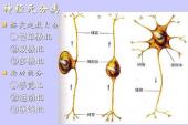 用“神经系统”造句